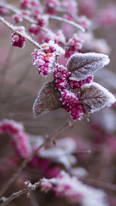 QHD Wallpapers na Twitterze: „Beautiful 😍 Image By: https://t.co/TNfuzyA5Xq #DownloadTheApp https://t.co/48dePLnQ6Y #leaves #plant #nature #pink #frozen #winter #snow #PhotoOfTheDay #QHDWallpapers #wallpapers #HDwallpapers #photography #wonderful #awesome #amazing #beautiful #Download https://t.co/YunPKHA3mv” / Twitter January Wallpaper, Qhd Wallpaper, Nature Iphone Wallpaper, Pagan Rituals, Calendar Wallpaper, Wallpaper Nature Flowers, Best Iphone Wallpapers, Winter Wallpaper, Winter Flowers