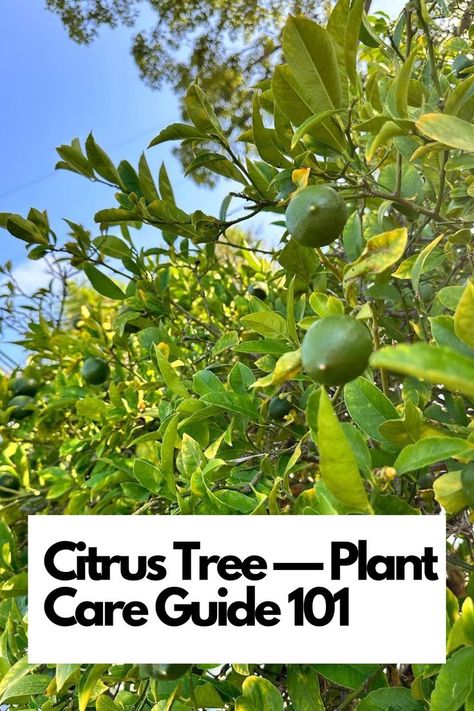 From zesty oranges to tangy lemons, discover the secrets to nurturing thriving citrus trees. Uncover the art of proper planting, feeding, pruning, and more. Elevate your garden with the essence of citrus. Don't miss out on the citrus tree care essentials. Let's grow juicy, vibrant citrus together! Start your citrus journey now. IG Photo by: _its.me.kitty_ Growing Citrus, Citrus Tree, Pruning Fruit Trees, Plant Care Guide, Citrus Plant, Vegetable Garden Planning, Indoor Trees, Tree Pruning, Citrus Trees