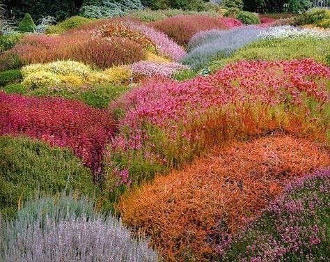 Like a canvas of color. Heather Gardens, Piskel Art, Rainbow Aesthetic, Random Photos, Nature Aesthetic, Flowers Nature, Flower Field, Pretty Places, Dream Garden