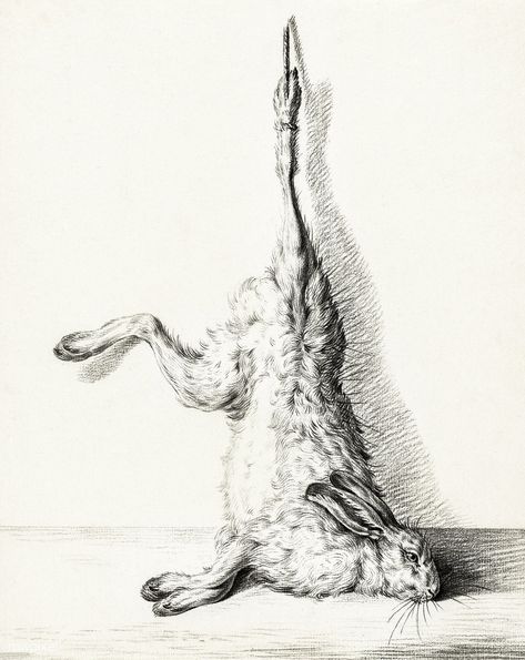 Dead hare, hanging from a hind leg by Jean Bernard (1775-1883). Original from the Rijks Museum. Digitally enhanced by rawpixel. | free image by rawpixel.com Hanging Animals, Hare Anatomy, Hanging Drawing, Dead Animal Drawing, Dead Rabbit, Dead Animals, Hare Sketch, Hare Illustration, Creepy Animals