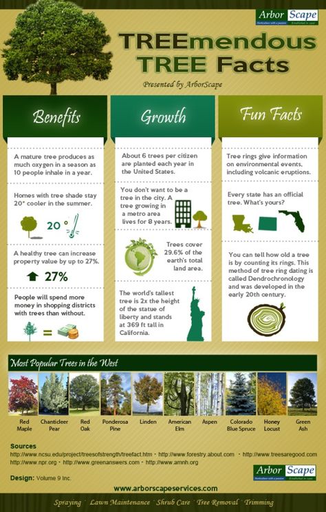 Gardening Infographic: tree-mendous tree facts Facts About Trees, Tree Facts, Facts Infographic, About Trees, Tree Study, Tree Removal, Arbour Day, Tree Service, Landscape Plans