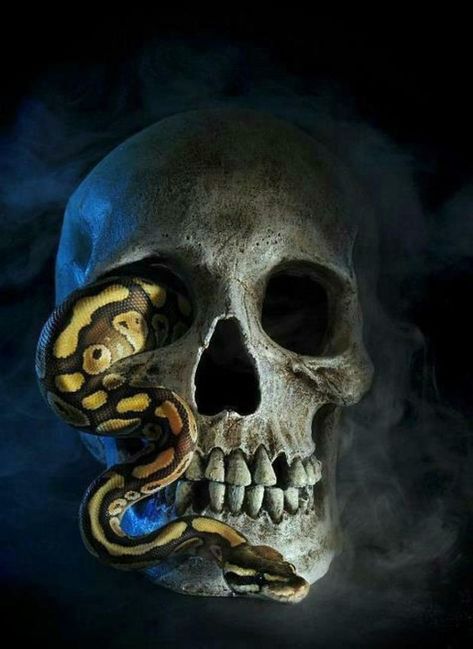 Snake In Skull, Skull With Snake, Skull And Snake, Snake Skull, Skull Snake, Skull Reference, Skull Model, Skulls Drawing, Snake Art