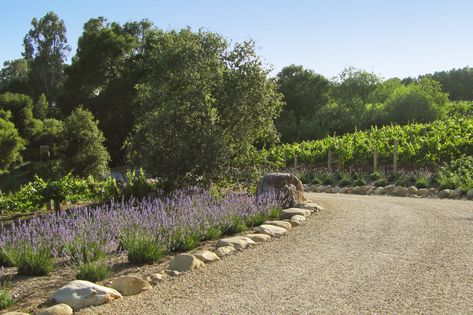 Lines of lavender Natural Driveway, Gravel Driveway Landscaping, Driveway Border, Circle Driveway, Landscape Design Ideas, Gravel Driveway, Driveway Entrance, Driveway Design, Driveway Landscaping