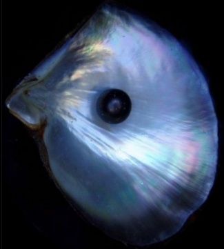 Here is your very own black pearl, shown in the shell of the black-lipped pearl oyster. May it help you find balance and harmony in your life. Photo courtesy Wikipedia. Black Pearl Meaning, Black Pearl Aesthetic, Hsr Oc, Pearl Market, Pearl Meaning, Pearl Aesthetic, Dark Pearl, Sea Nymph, Aqua Party