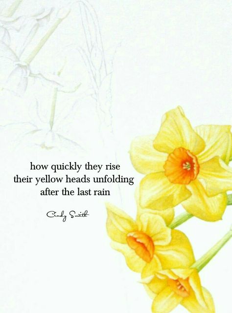 Haiku ~daffodils Cindy Smith Daffodil Meaning, Daffodil Quotes, Daffodils Aesthetic Vintage, Poem Daffodils, Haiku Poems For Kids, Daffodils Poem William Wordsworth, Yellow Daffodils Aesthetic, Daffodil Day, Haiku Poetry