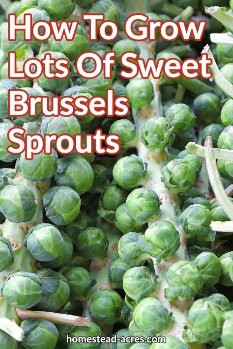 Brussel Sprout Plant, Gemüseanbau In Kübeln, Growing Vegetables In Pots, Vegetable Garden Diy, Indoor Vegetable Gardening, Growing Veggies, Backyard Vegetable Gardens, Garden Veggies, Veg Garden