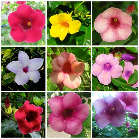 Popular: Alamanda Alamanda Flower, Smart Garden, Garden Plants, Plants, Flowers, Quick Saves