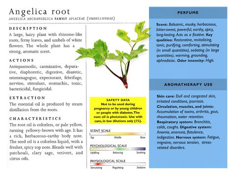 Angelica Root Angelica Root Benefits, Angelica Plant, White Angelica Essential Oil, Angelica Root Witchcraft, Adventitious Root, Angelica Root, Angelica Herb, All Grown Up Angelica, Angelica Archangelica