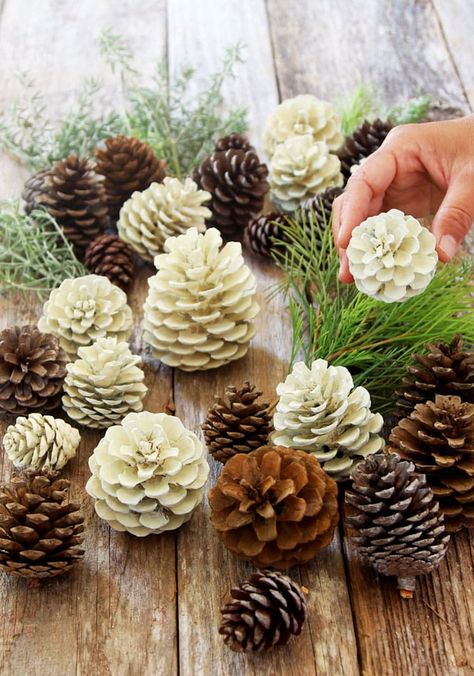 Bleached Pinecones, Bleach Pinecones, Pine Cone Art, Rainbow Diy, Diy Pinecone, Easy Diy Decor, Pine Cone Decorations, Cones Crafts, Easy Christmas Decorations