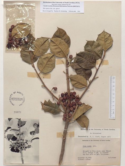 Herbarium Book Ideas, Herbarium File, Herbarium Ideas, Herbarium Aesthetic, Herbarium Art, Art School Portfolio, Botanical Studies, School Portfolio, Botanical Study