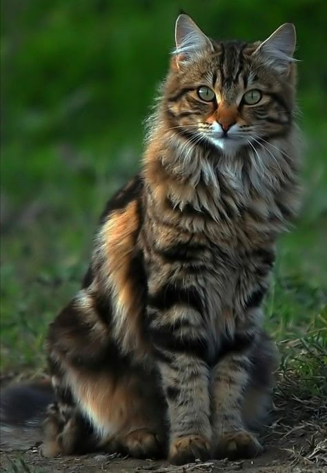 Most Beautiful Cat, Cat References, Cat Reference, Cats Photography, Gorgeous Cats, Beautiful Cat Breeds, Most Beautiful Cat Breeds, Forest Cat, Cat Pose