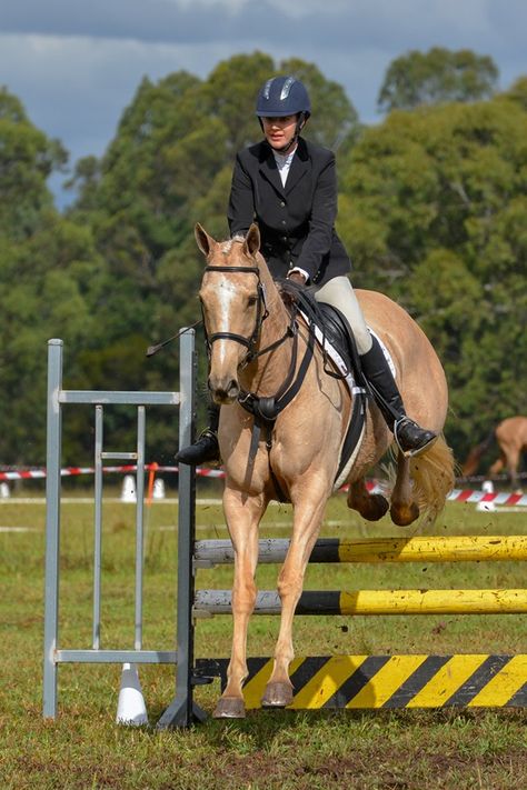 Palomino Horse Jumping, Palomino Thoroughbred, Stable Aesthetic, Palomino Horses, Jumping Horses, Horse Coats, Palomino Horse, Horse Dressage, White Lion