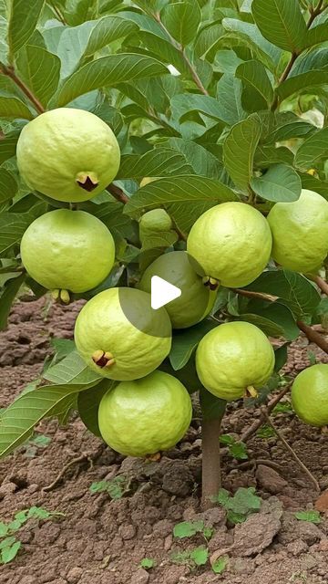 Deep Das on Instagram: "Grow guava tree Fast with These pro Tips # guava # fruitree#gardening" Cut An Onion, Planting Fruit Trees, How To Cut Onions, Guava Tree, Grafting Plants, Guavas, Growing Fruit Trees, Flower Garden Design, Fast Growing Plants