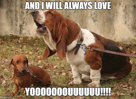 21+ Funny Basset Hound Quotes And Sayings - The Paws Miniature Basset Hound, Basset Hound Funny, Funny Basset Hound, Basset Puppies, Puppies Dachshund, Weenie Dog, Hound Dogs, Basset Hound Puppy, Hound Puppies