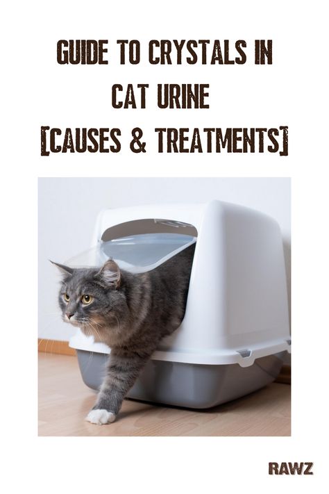 f you’ve found your cat straining to urinate, urinating around the house or crying from the litter box, you may have a case of urine crystals or bladder stones on your hands. In addition to causing your cat pain and discomfort, untreated bladder crystals or stones can lead to serious health complications. Read on to learn the causes, symptoms and preventative measures you can take to keep your cat’s urine crystal-free. Animal Rehabilitation, Kitty Health, Guide To Crystals, Bladder Stones, Best Litter Box, Obese Cat, Cat Health Problems, Cat Supplements, Cat Ages