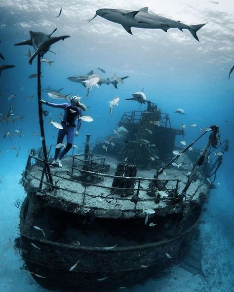 Shark diving to see this sunken vessel Underwater Shipwreck, Sunken Ships, Ship Wrecks, Fauna Marina, Shark Diving, Abandoned Ships, Water Adventure, Free Diving, Underwater Photos