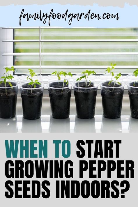 Growing Green Peppers, Types Of Peppers, Growing Peppers, Vegetables To Grow, Healthy Fruits And Vegetables, Easy Vegetables To Grow, Gardening Techniques, Pepper Plants, Garden Veggies