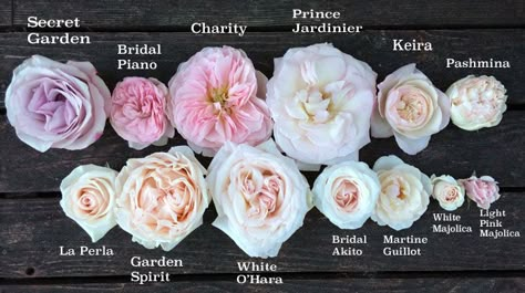 Roses, all about roses.  FlirtyFleurs did a "The Blush Pink Rose Study" and pictured/described the roses.  Simply beautiful. I can only imagine how amazing their studio smelled! White Rose Types, Different Roses Types, Pink Ohara Rose, Blush Garden Rose, White Pink Roses, Blush Pink Roses, Garden Rose, Wedding Roses, Garden Roses