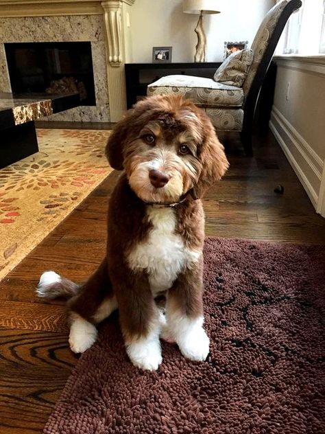 Australian Shepherd and Poodle Mix - The Mini Aussiedoodle Guide Australian Shepherd Poodle Mix, Perros Golden Retriever, Australian Labradoodle Puppies, Puppy Stages, Bernedoodle Puppy, Dog Haircuts, Australian Labradoodle, Labradoodle Puppy, Goldendoodle Puppy