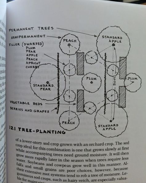 Starting an Orchard Part II: Planning and Prepping – Vantages From Vandalia Planning An Orchard, 1 Acre Orchard Layout, Garden With Orchard, Backyard Orchard Design, Small Fruit Orchard Layout, Backyard Orchard Culture, Fruit Tree Orchard Layout, Starting An Orchard, Mini Orchard Layout