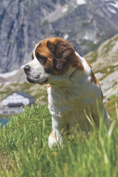 Cute St Bernard, St Bernard Puppy Aesthetic, St Bernard Photography, At Bernard Dog, Dog Types, St Bernard Dog, Saint Bernard (dog), Friendly Dogs, Saint Bernards