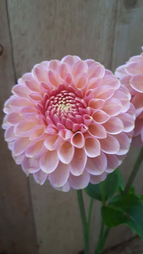 A soft rose pink dahlia. Dahlia Centerpiece, Ball Dahlia, Pink Dahlia, Soft Rose, Dahlia Flower, Favorite Flowers, Bridal Flowers, 1st Bday, Wedding Flower