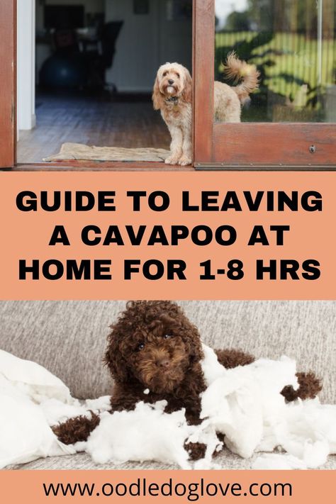 Find out how to deal with guilt pangs when leaving your Cavapoo alone. We discuss some guidelines to help curb any potential negative behaviors and keep you and your pooch in high spirits. Cavapoo Training, Cavoodle Dog, Cavapoo Dogs, Useless Things, Dog At Home, Friendly Dogs, Dog Foods, Cavapoo Puppies, Dog Things