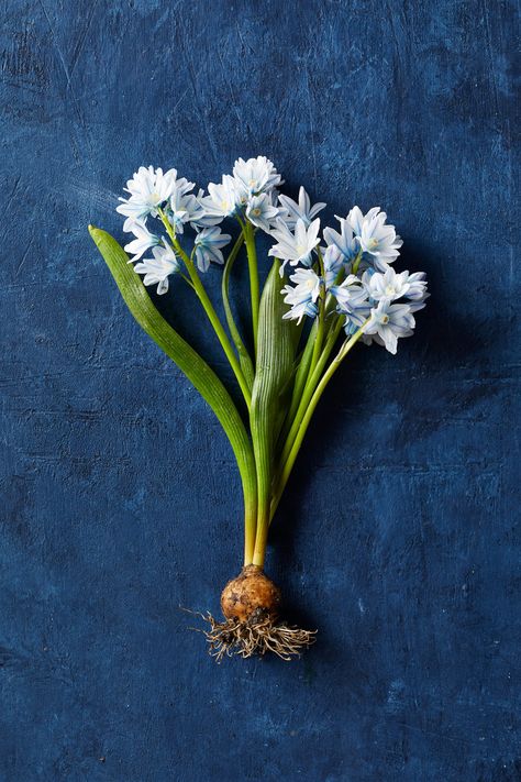 Striped Squill, Spring Landscaping, Emerald Green Arborvitae, Garden Escape, Flower Bulb, Eastern Redbud, Early Spring Flowers, Yellow Blossom, Lenten Rose