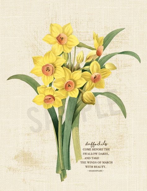 Daffodil Wall Art, Vintage Flower Illustration, Daffodils Planting, Watercolor Hydrangea, Plant Study, Illustration Botanical, Spring Printables, Yellow Daffodils, Daffodil Flower