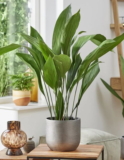 Aspidistra Elatior, Cast Iron Plant, Cheese Plant, Iron Plant, Evergreen Plants, Air Purifying Plants, Office Plants, Spider Plants, Decorative Pots