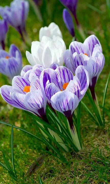 Spring Săpunuri Handmade, Crocus Bulbs, Crocus Flower, 수채화 그림, Spring Bulbs, Spring Sign, Deco Floral, Purple And White, The Grass