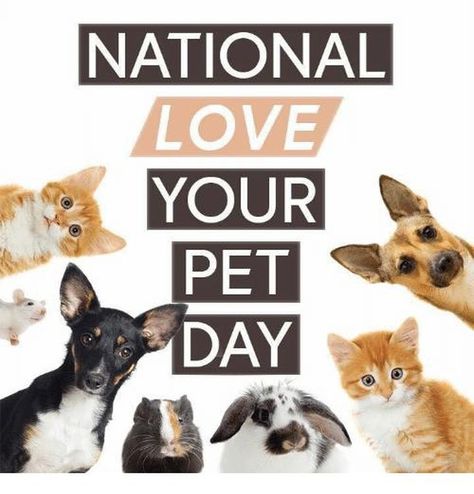 🐱🐶❤️#loveyourpetday #petday National Love Your Pet Day, Kids Karate, Love Your Pet Day, National Pet Day, Welcome To My World, Love Your Pet, Pet Day, The Tribe, Pet Life