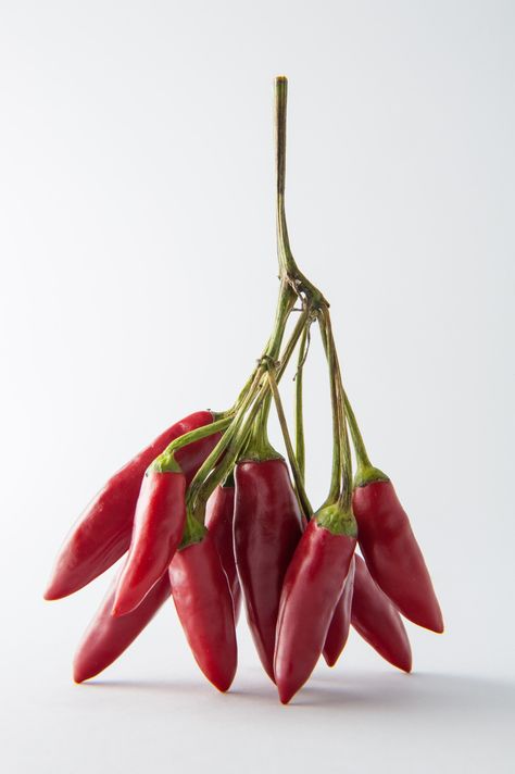 Piri piri #piripiri #redhot #scharf #pfefferoni Birds Eye Chili, Piri Piri, Digital Graphic Design, Red Hot Chili Peppers, Red Food, Hot Chili, Chili Pepper, Birds Eye, Red Hot