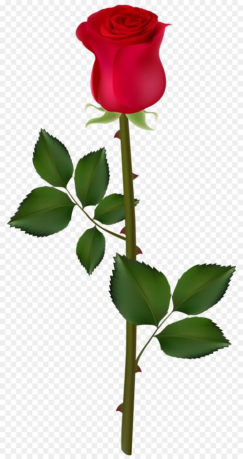 Gulab Png, Rose Flower Png, Decent Wallpapers, Flower Png Images, Photoshop Backgrounds Free, Rose Clipart, Rose Flower Pictures, All Png, Desktop Background Pictures