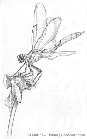 Dragonfly Botanical Illustration, Flying Bugs Drawing, Drawing Of Dragonfly, Drangfly Drawing, Dragon Fly Line Art, Damselfly Illustration, Dragonfly Drawing Sketch, Dragon Fly Illustration, Sketches With Color