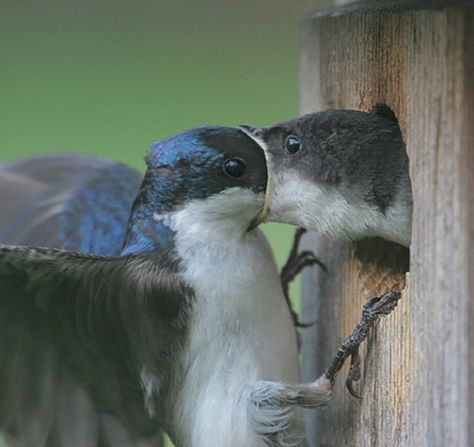 The Most Awkward First Kiss Animal Tatoos, Funny Animal Fails, Animals Kissing, Animal Fails, Animals Information, Animal Shaming, Photo Fails, Epic Fail, Perfectly Timed Photos