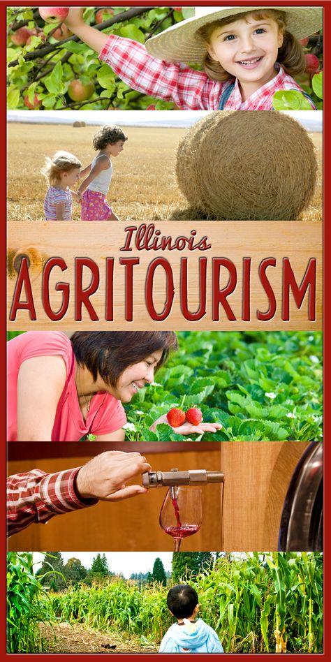 In need of some family day-trip inspiration? Check out all the agritourism opportunities around your area! Agritourism Farms, Farm Tourism, Farm Plans, Tuscany Travel, Farm Business, Farm Fun, Alpaca Farm, University Of Illinois, Pumpkin Farm