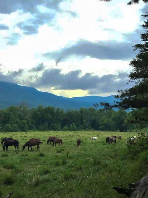 Tennessee Aesthetic Country, Tennessee Nature, Tennessee Landscape, Tennessee Countryside, Tennessee Aesthetic, Countryside Farmhouse, Dreamy Nature, Barn Cat, Smokey Mountains Vacation