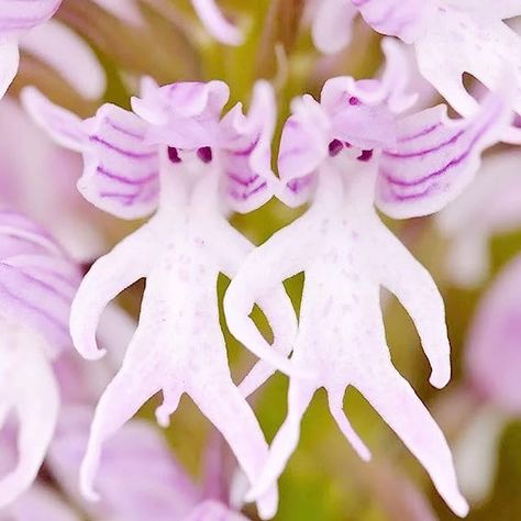 Monkey Orchid, Orchid Seeds, Strange Flowers, Rare Orchids, Unusual Plants, Bonsai Plants, Unusual Flowers, Orchid Care, Bonsai Garden