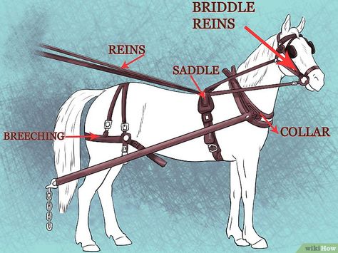 Harness Reference, Mini Horse Cart, Driving Basics, Horse Wagon, Horse Cart, Diy Horse, Carriage Driving, Horse Facts, Horse Harness