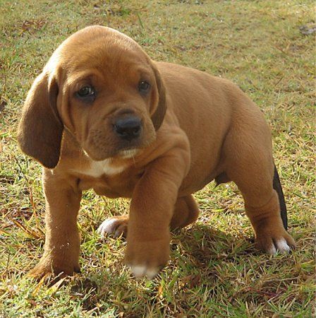 Redbone Coonhound puppy... Oh my gosh adorable! We might be getting one of these someday Red Bone Coonhound, Coonhound Puppy, Redbone Coonhound, Hound Puppies, Red Bone, Puppy Photos, Puppy Pictures, Look At You, Beautiful Dogs