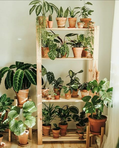 Plant Goals, Plant House, Balcony Plants, Plant Room, Inside Plants, 아파트 인테리어, Plant Decor Indoor, Plant Aesthetic, House Plants Decor