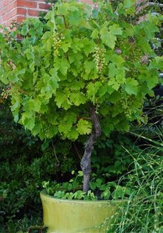 Grape Tree, Patio Trees, نباتات منزلية, Vertical Gardens, The Secret Garden, Unique Gardens, Fruit Garden, Veggie Garden, Edible Garden