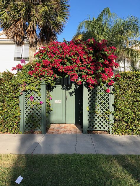 Bougainvillea gate Bougainvillea Fence, Gate Plants Entrance, Bougainvillea Gate Entrance, Bougainvillea On Fence Backyards, Boganvila Plant Wall, Bougainvillea Mural, Bougainvillea Window, Main Gate, Fence Gate