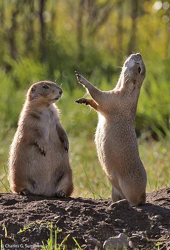 Prairie Dogs, Animal Captions, Moon Book, Rainforest Animals, Prairie Dog, Wild Dogs, African Animals, Wildlife Animals, Animals Of The World