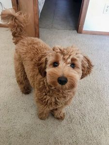 Aussie Doodle Haircut Styles, Cockapoo Grooming, Labradoodle Grooming, Goldendoodle Haircuts, Goldendoodle Grooming, Puppy Haircut, Poodle Mix Dogs, Mini Goldendoodle Puppies, Puppy Grooming