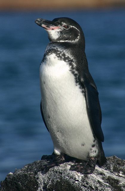 Galapagos Penguin More info abour camps for kids www.latinochidlren.net Galapagos Islands Animals, Galapagos Island, Galapagos Penguin, Penguin Images, Penguin Species, Penguins And Polar Bears, Aquatic Animals, Galapagos Islands, Endangered Animals