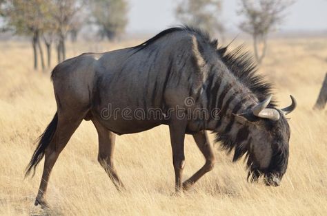 Ursula Art, Black Wildebeest, Jungle Kingdom, Horned Animals, Blue Wildebeest, Africa Painting, Wild Animals Painting, Africa Wildlife, Africa Animals