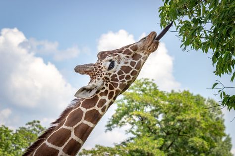 Giraffe Tongue, Giraffe Images, Woodland Park Zoo, Giraffe Pictures, Cartoon Giraffe, Leaf Images, Safari Park, Baby Giraffe, Animal Heads