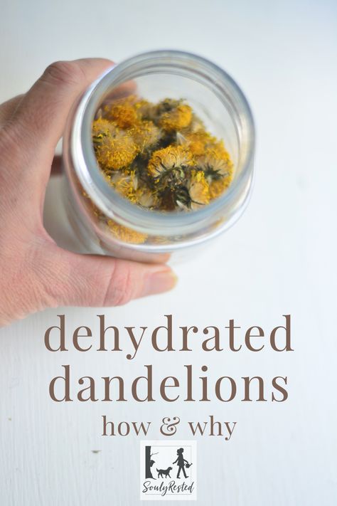 Dehydrating dandelions couldn't be easier. And there's more than one way to do it. This article includes tips for gathering and directions for using a dehydrator and lots of great ways to use your dehydrated dandelion blooms. Dandelion Uses, Dehydrator Recipes Fruit, Medicinal Weeds, Goat Milk Recipes, Dandelion Flowers, Wild Food Foraging, Dandelion Tea, Dandelion Leaves, Cast Iron Recipes